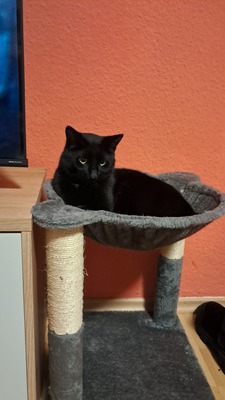 Tarzan, EKH Mix - Kater