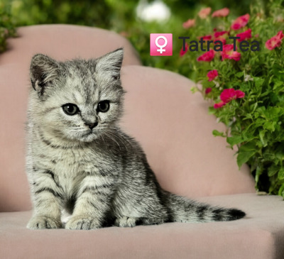 Tatra Tea, Britisch Kurz Haar Jungtier - Katze