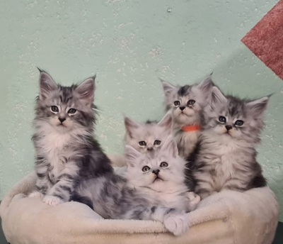 TauernRiesen Maine Coon Kärnten