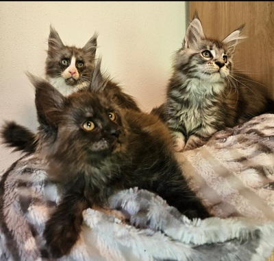 TauernRiesen Maine Coon Kärnten, Maine Coon Jungtier - Katze
