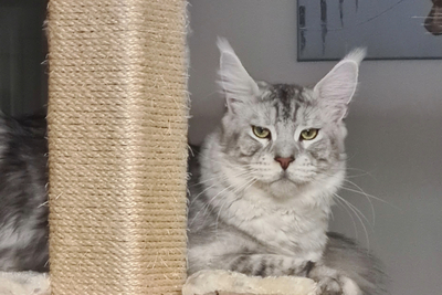 TauernRiesen Maine Coon Kärnten