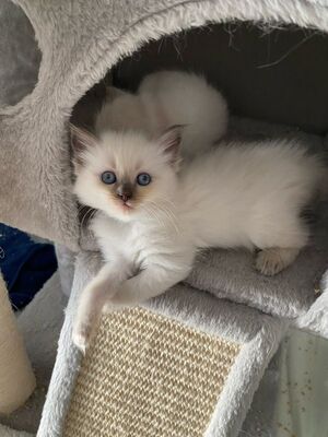 Taylor, Ragdoll - Katze 1