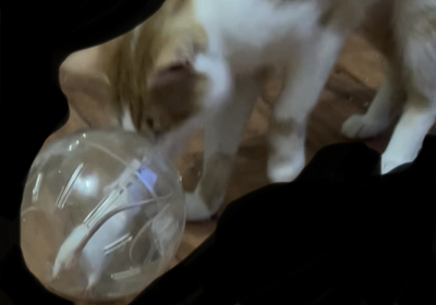 Teddy & Toffy, Hauskatze - Kater