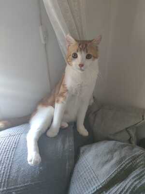 Teddy sucht ein neues Zuhause (als Wohnungskater), Hauskatze - Kater