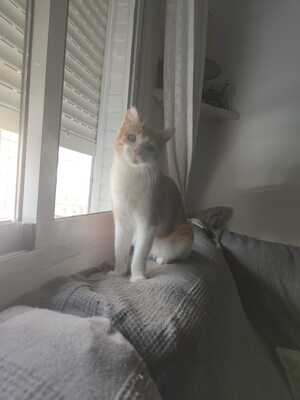 Teddy sucht ein neues Zuhause (als Wohnungskater), Hauskatze - Kater