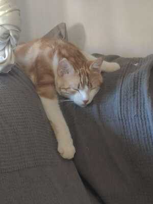 Teddy sucht ein neues Zuhause (als Wohnungskater), Hauskatze - Kater