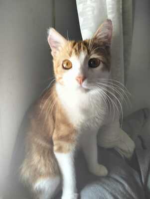 Teddy sucht ein neues Zuhause (als Wohnungskater), Hauskatze - Kater