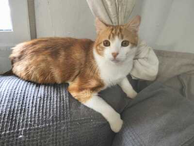 Teddy sucht ein neues Zuhause (als Wohnungskater), Hauskatze - Kater