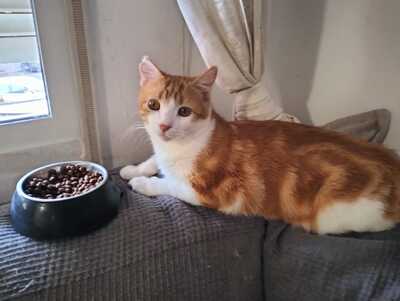 Teddy sucht ein neues Zuhause (als Wohnungskater), Hauskatze - Kater