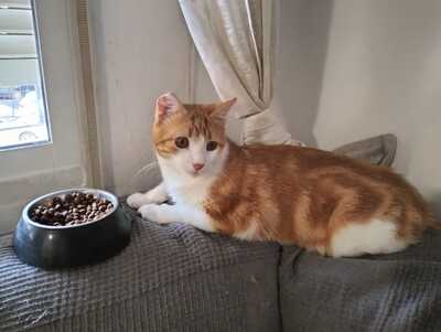 Teddy sucht ein neues Zuhause (als Wohnungskater), Hauskatze - Kater