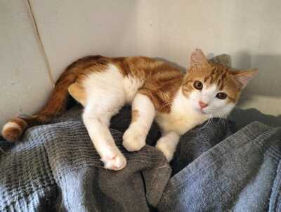 Teddy sucht ein neues Zuhause (als Wohnungskater), Hauskatze - Kater