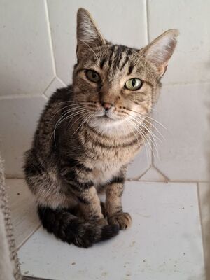 Teja geb. Januar 2020, EKH - Katze