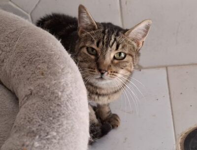 Teja geb. Januar 2020, EKH - Katze