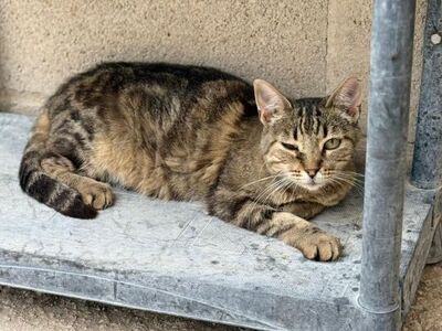 Teja geb. Januar 2020, EKH - Katze