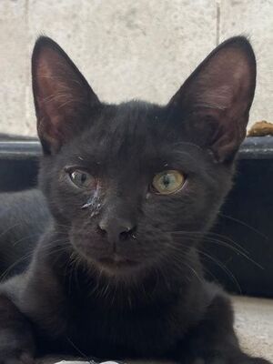 Teo (geb. April 26) - EKH-Kater, EKH - Kater