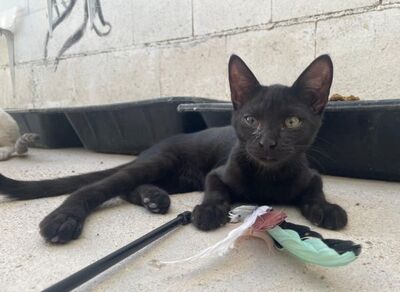 Teo (geb. April 26) - EKH-Kater, EKH - Kater