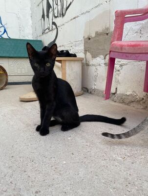 Teo (geb. April 26) - EKH-Kater, EKH - Kater