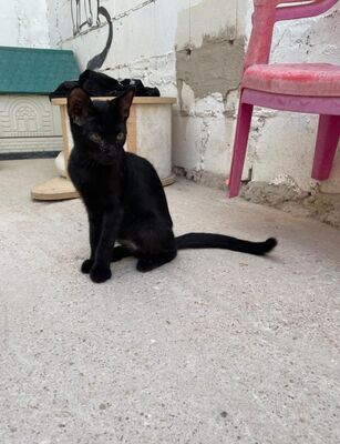 Teo (geb. April 26) - EKH-Kater, EKH - Kater