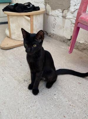 Teo (geb. April 26) - EKH-Kater, EKH - Kater