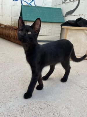 Teo (geb. April 26) - EKH-Kater, EKH - Kater