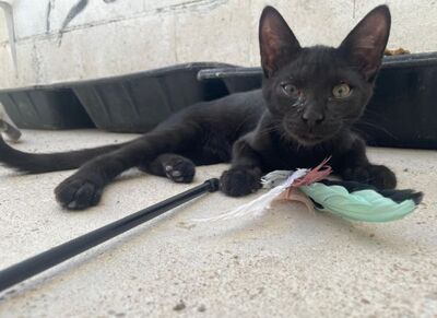 Teo (geb. April 26) - EKH-Kater, EKH - Kater