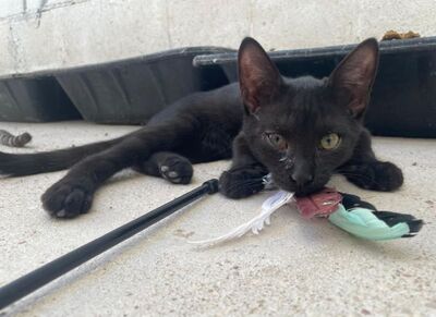 Teo (geb. April 26) - EKH-Kater, EKH - Kater