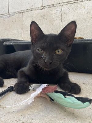 Teo (geb. April 26) - EKH-Kater, EKH - Kater
