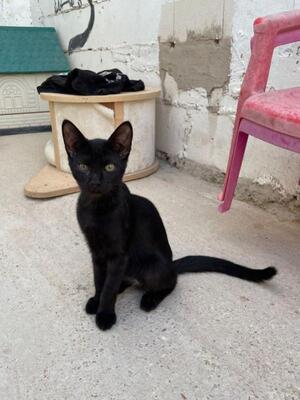 Teo (geb. April 26) - EKH-Kater, EKH - Kater