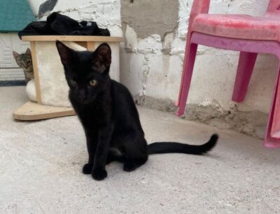 Teo (geb. April 26) - EKH-Kater, EKH - Kater