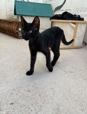 Teo (geb. April 26) - EKH-Kater, EKH - Kater