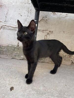 Teo (geb. April 26) - EKH-Kater, EKH - Kater