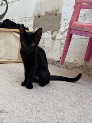 Teo (geb. April 26) - EKH-Kater, EKH - Kater