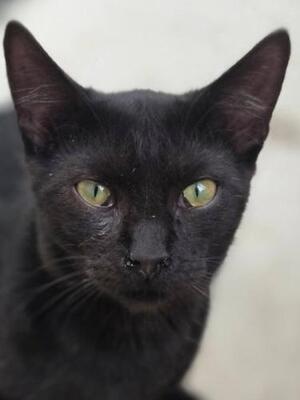 Teo (geb. April 26) - EKH-Kater, EKH - Kater