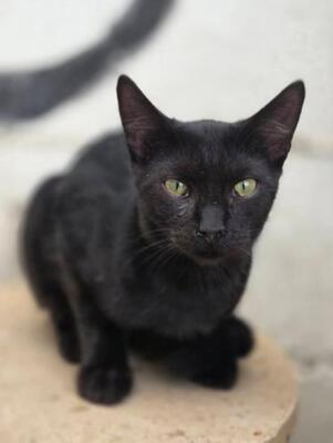 Teo (geb. April 26) - EKH-Kater, EKH - Kater