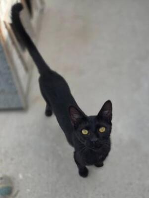 Teo (geb. April 26) - EKH-Kater, EKH - Kater