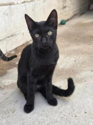 Teo (geb. April 26) - EKH-Kater, EKH - Kater