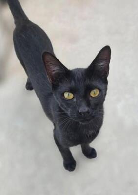 Teo (geb. April 26) - EKH-Kater, EKH - Kater