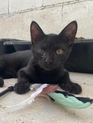 Teo (geb. April 26) - EKH-Kater, EKH - Kater