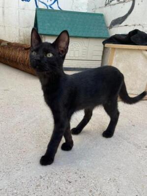 Teo (geb. April 26) - EKH-Kater, EKH - Kater