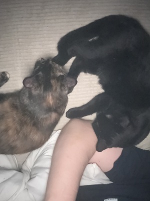 Tequila und Shigo, 1 Katze & 1 Kater Jungtier - Katze