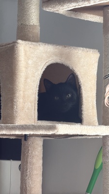Tequila und Shigo, 1 Katze & 1 Kater Jungtier - Katze
