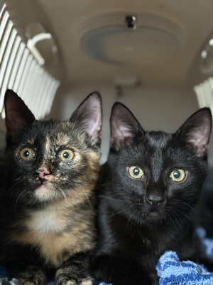 Tequila und Shigo, 1 Katze & 1 Kater Jungtier - Katze