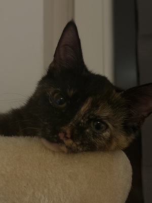 Tequila und Shigo, 1 Katze & 1 Kater Jungtier - Katze