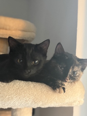 Tequila und Shigo, 1 Katze & 1 Kater Jungtier - Katze