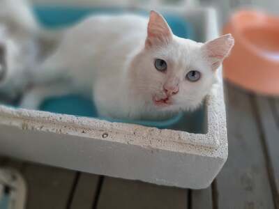 Terence - Wunderschöner Kater mit Handicap ca. 5 Jahre, Mischling - Kater