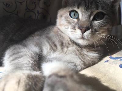 Tereza - Unkompliziertes Katzenmädchen, ca 4 Monate, Mischling Jungtier - Katze