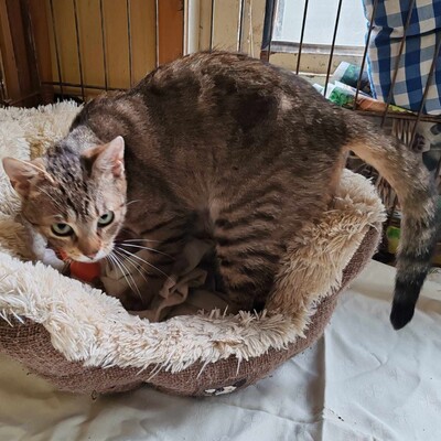 😻Terka bezauberndes Mischlingskätzchen sucht auf diesem Weg ein schönes Zuhause 😻, Mischling - Katze