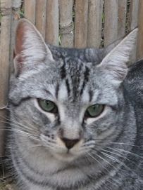 Tesa, Europäisch Kurzhaar - Katze
