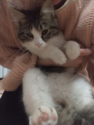 Thalassinos, Griechischer Strassenkater Thalassinos Jungtier - Kater