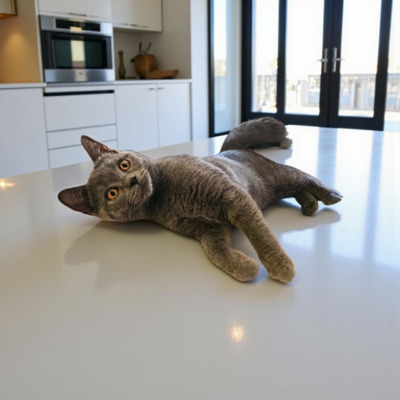 Thomas, Britisch Kurz Haar Jungtier - Kater